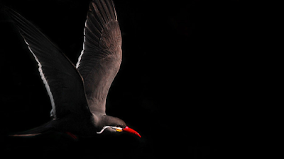 Inca Tern, Larosterna inca