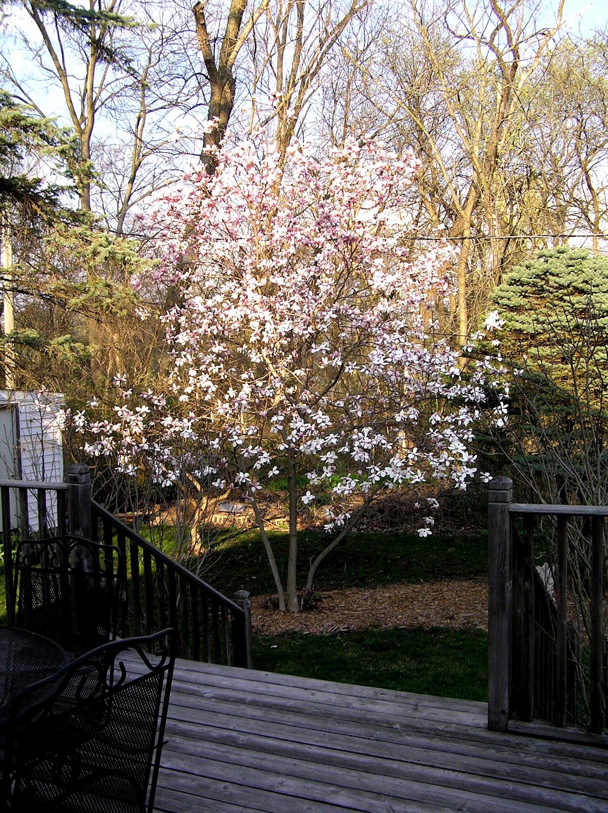 Kitty And Me Designs Magnolia Tree