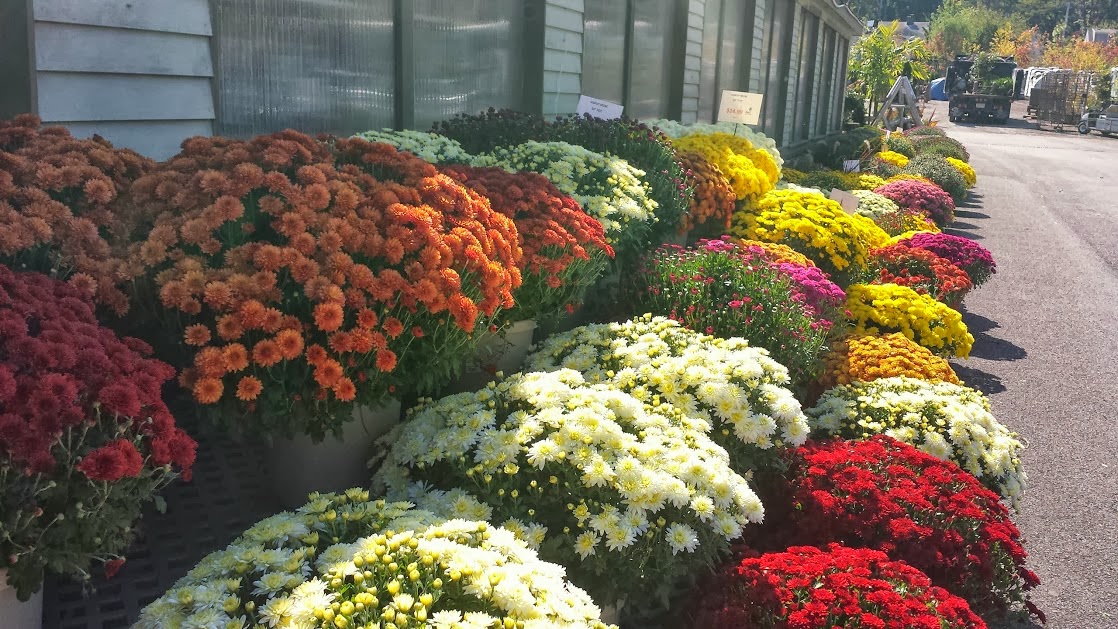J&M Home and Garden Mums the Word