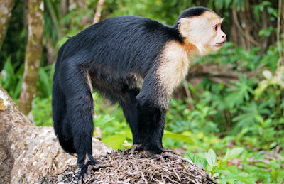 Mono cara blanca en el Parque Nacional Cahuita de Costa Rica