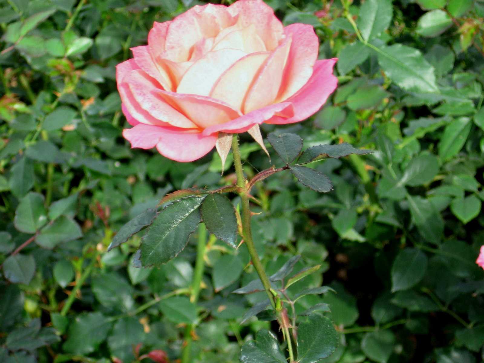 inkspired musings: Rose is the June Flower of the Month