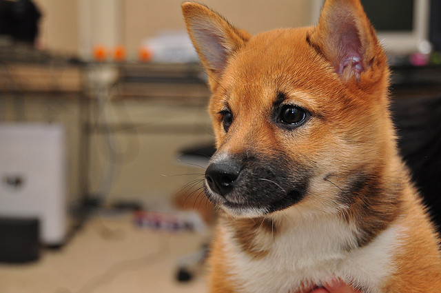 Conheça os cachorros japoneses da raça Shiba Inu