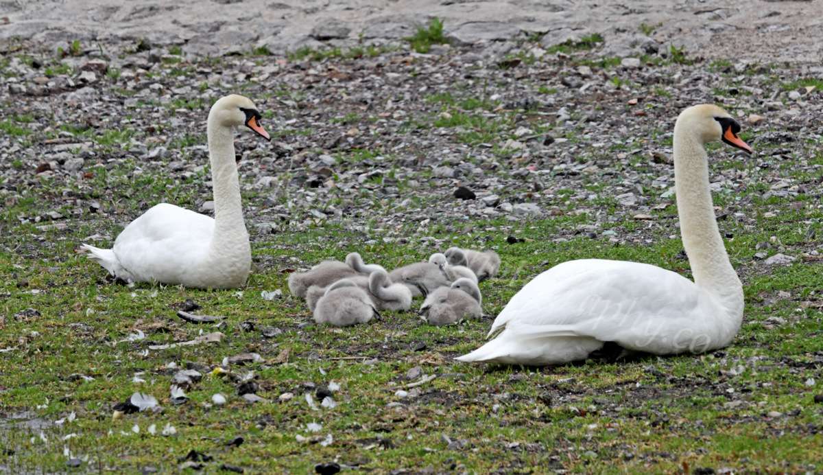 Swan With Cygnets