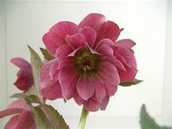 Hellebore (Lenten Rose)