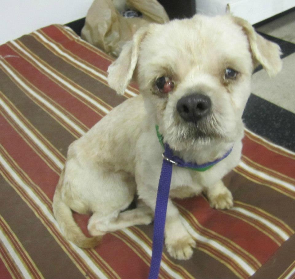 cherry eye shih tzu maltese breeds picture cherry eye shih tzu maltese breeds picture