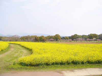 宮崎県・西都原古墳群の桜と菜の花