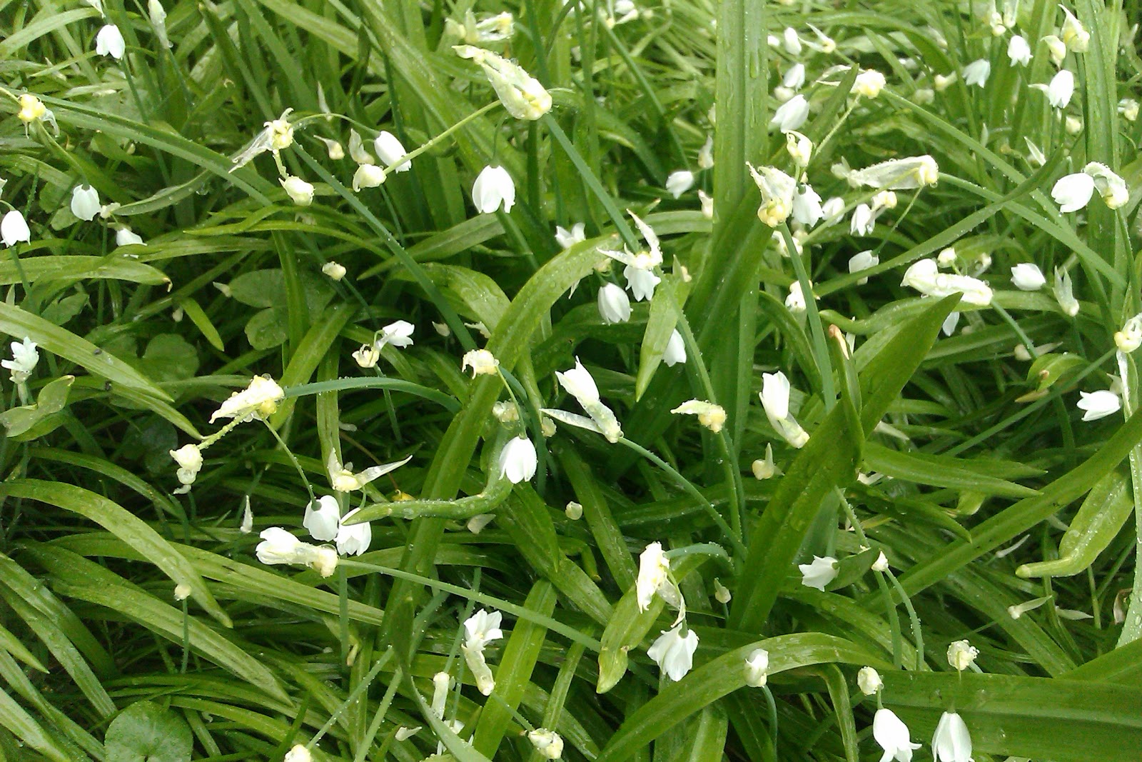 The Albafoodie Wild leek and potato soup