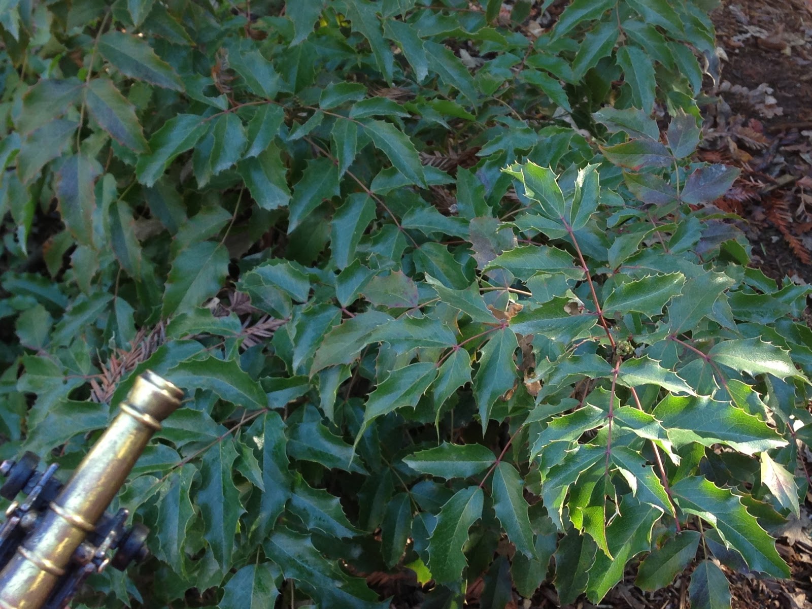 JHS AP Biology Big Idea 1, numbers 1120