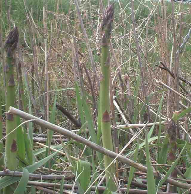 wild asparagus plant
