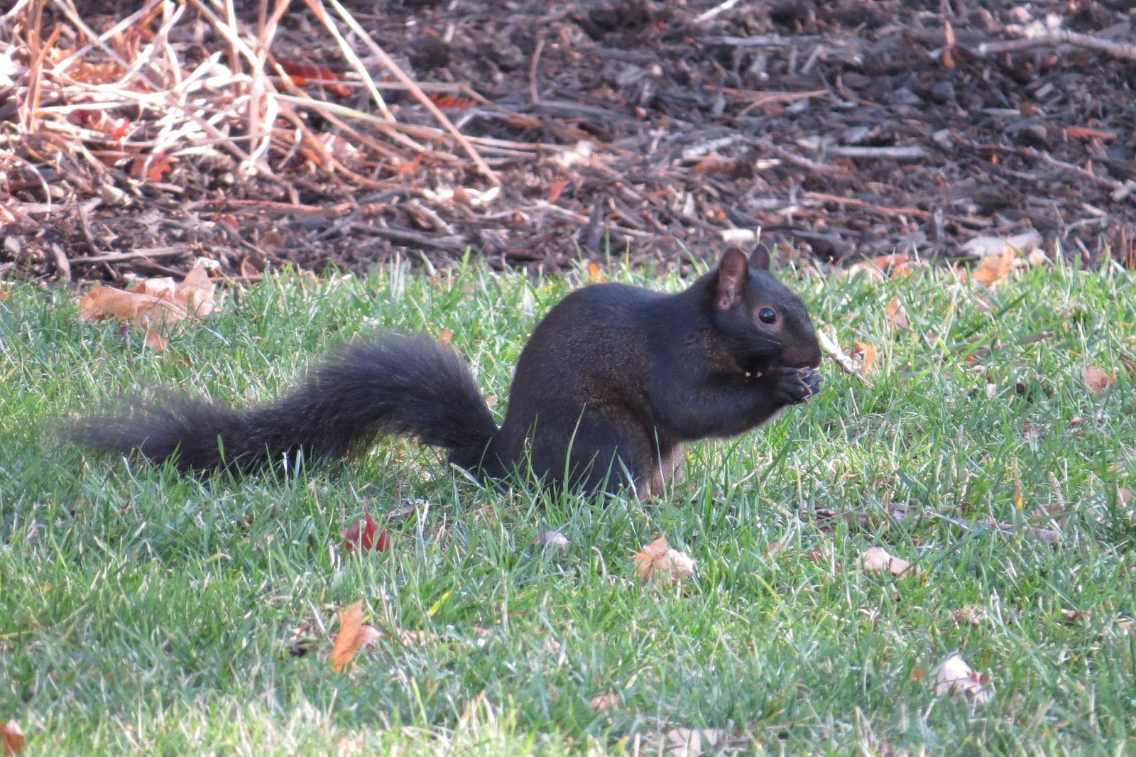 NorthernWings Black Squirrels