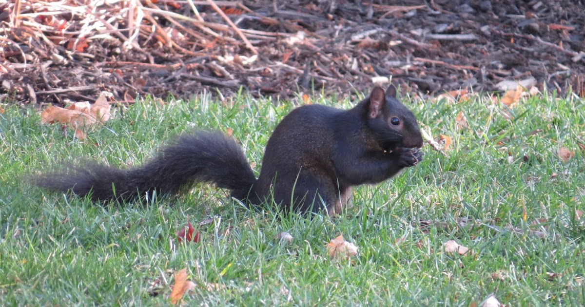 NorthernWings Black Squirrels