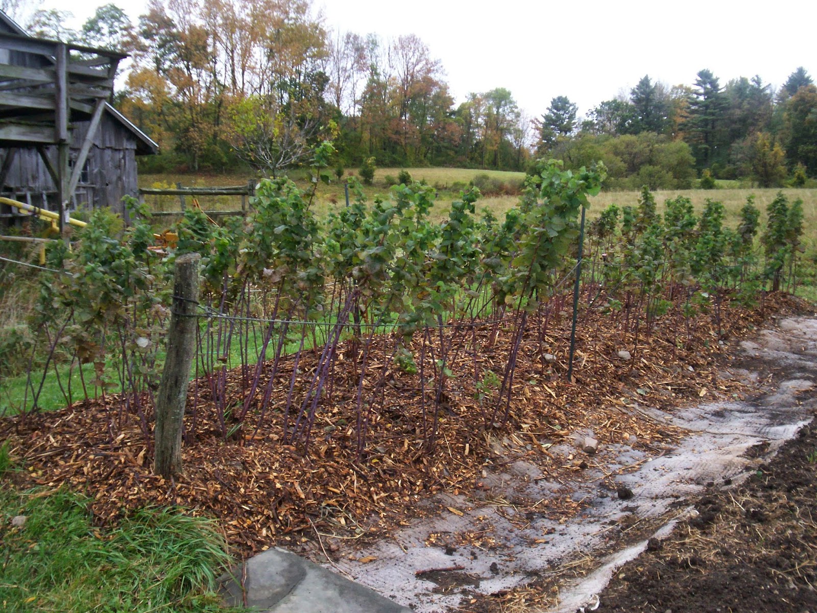 How To Plant Raspberries In Raised Beds How To Plant Raspberries In Raised Beds