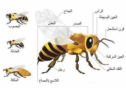 عالم جميل كم عين للنحلة