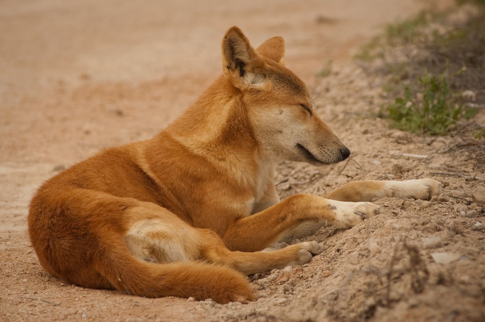 Dingo - Dog Of The Desert [1991]