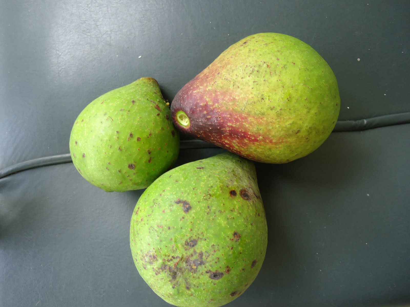 In and around Jamaica, W.I. Avocado season..