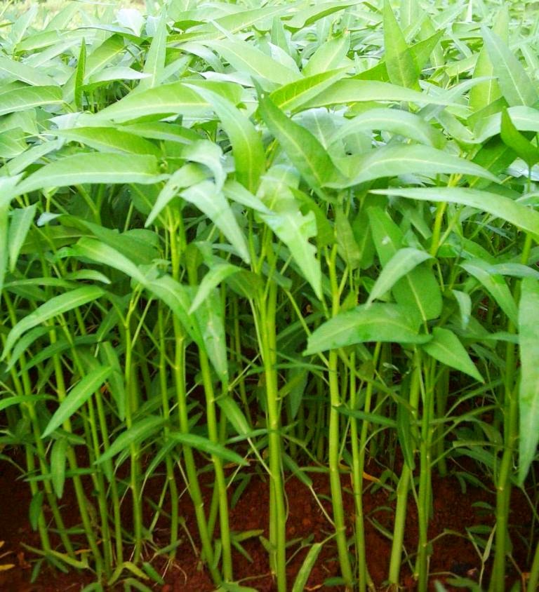 Bolo Tani: Respon pertumbuhan dan produksi tanaman kangkung darat