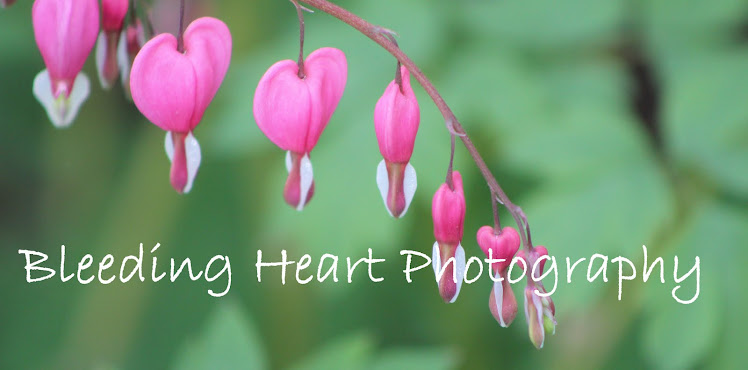 Bleeding Heart Photography