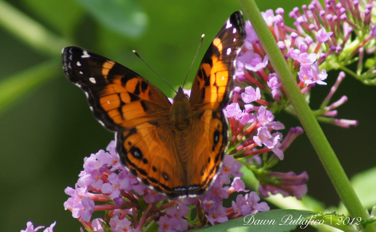 Things with Wings Massachusetts butterflies