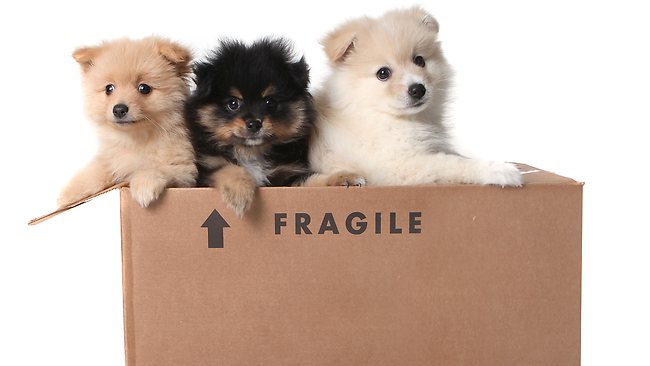 How To Move House With A Cat How To Move House With A Cat