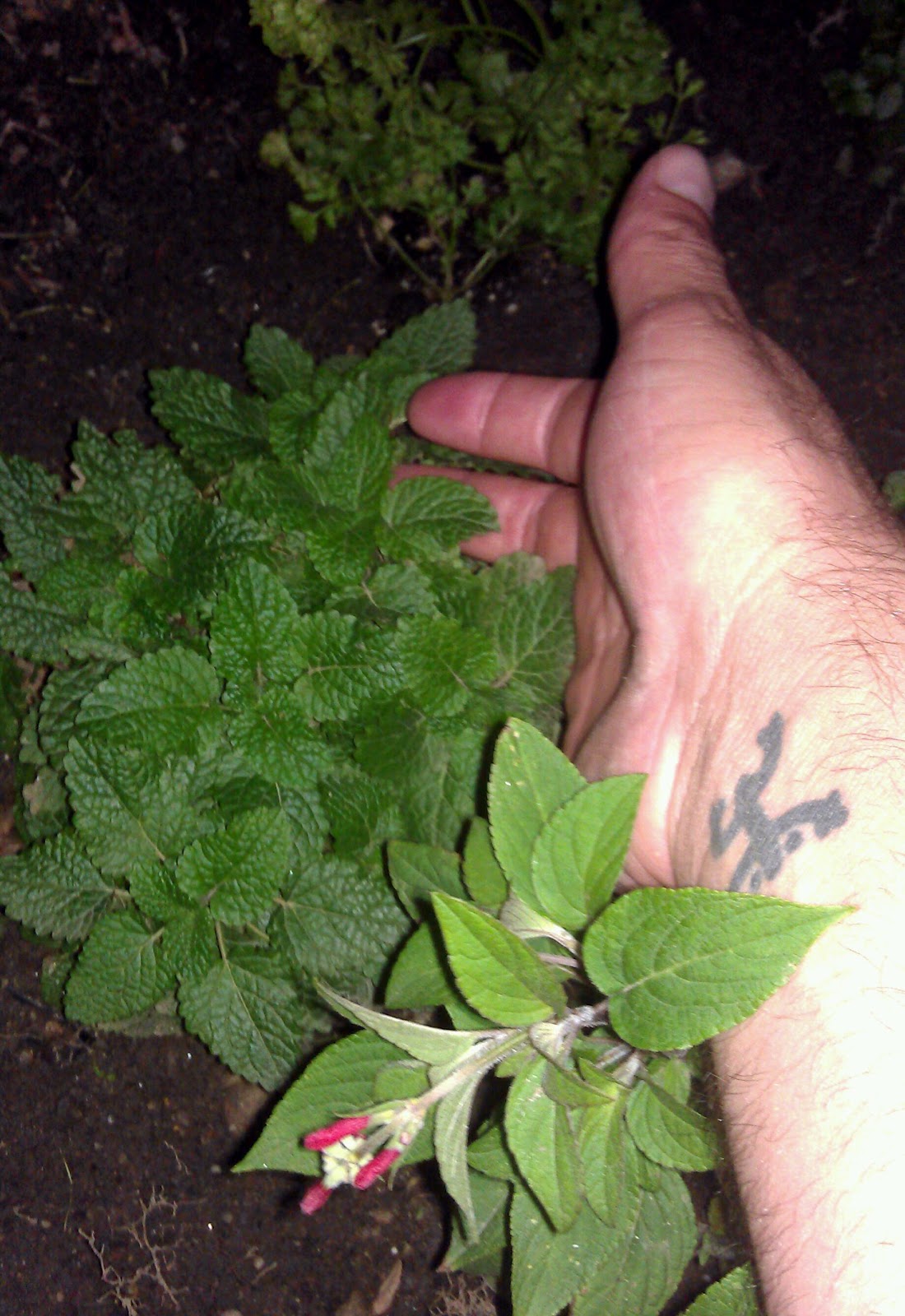 Siguaraya+Plant Ogou Oke also called Asacca is the younger of the three, he is the ...
