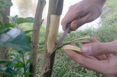 Cara Atau Teknik Mencangkok Tanaman Yang Baik dan Benar Agar Cepat