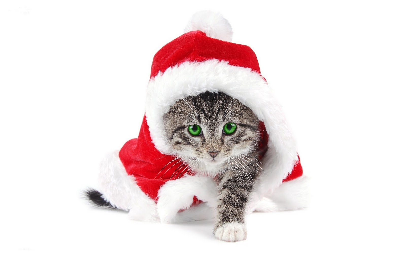 Cat In A Santa Hat Pictures Cat In A Santa Hat Pictures