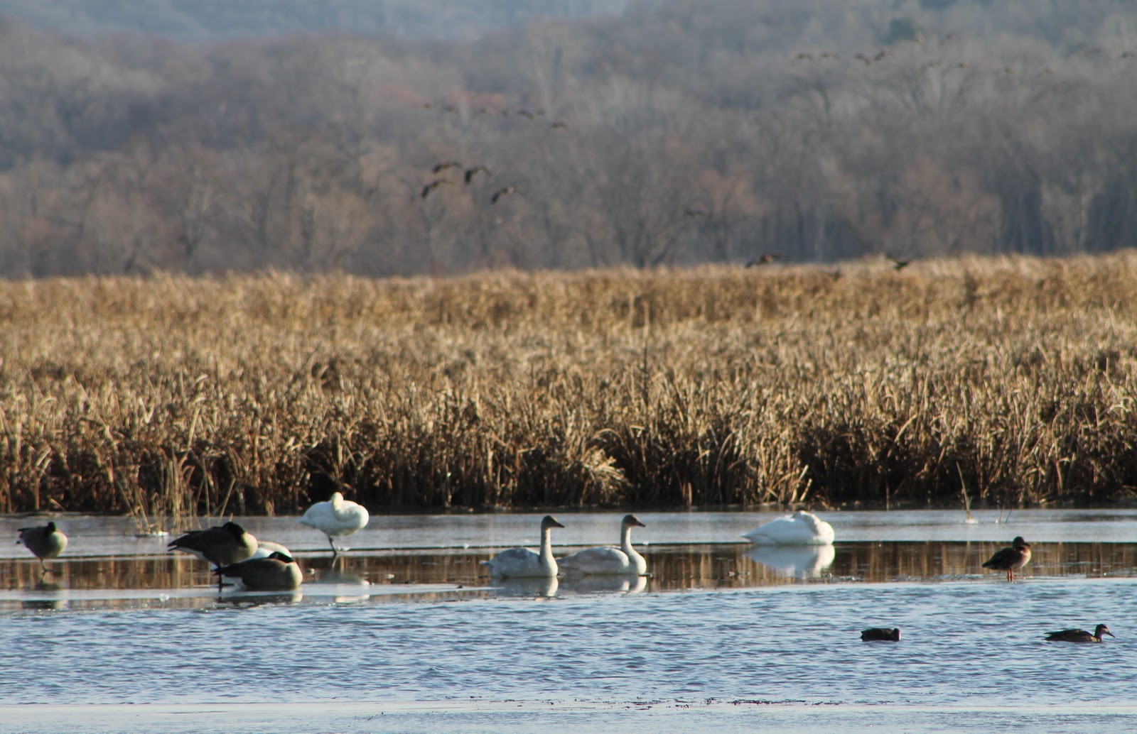 WINGS OVER ALMA TUNDRA SWANS Have Finally Arrived