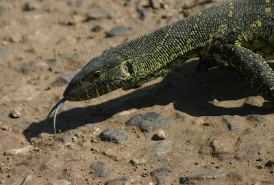 Wildlife of the World: Monitor Lizard Facts & Images