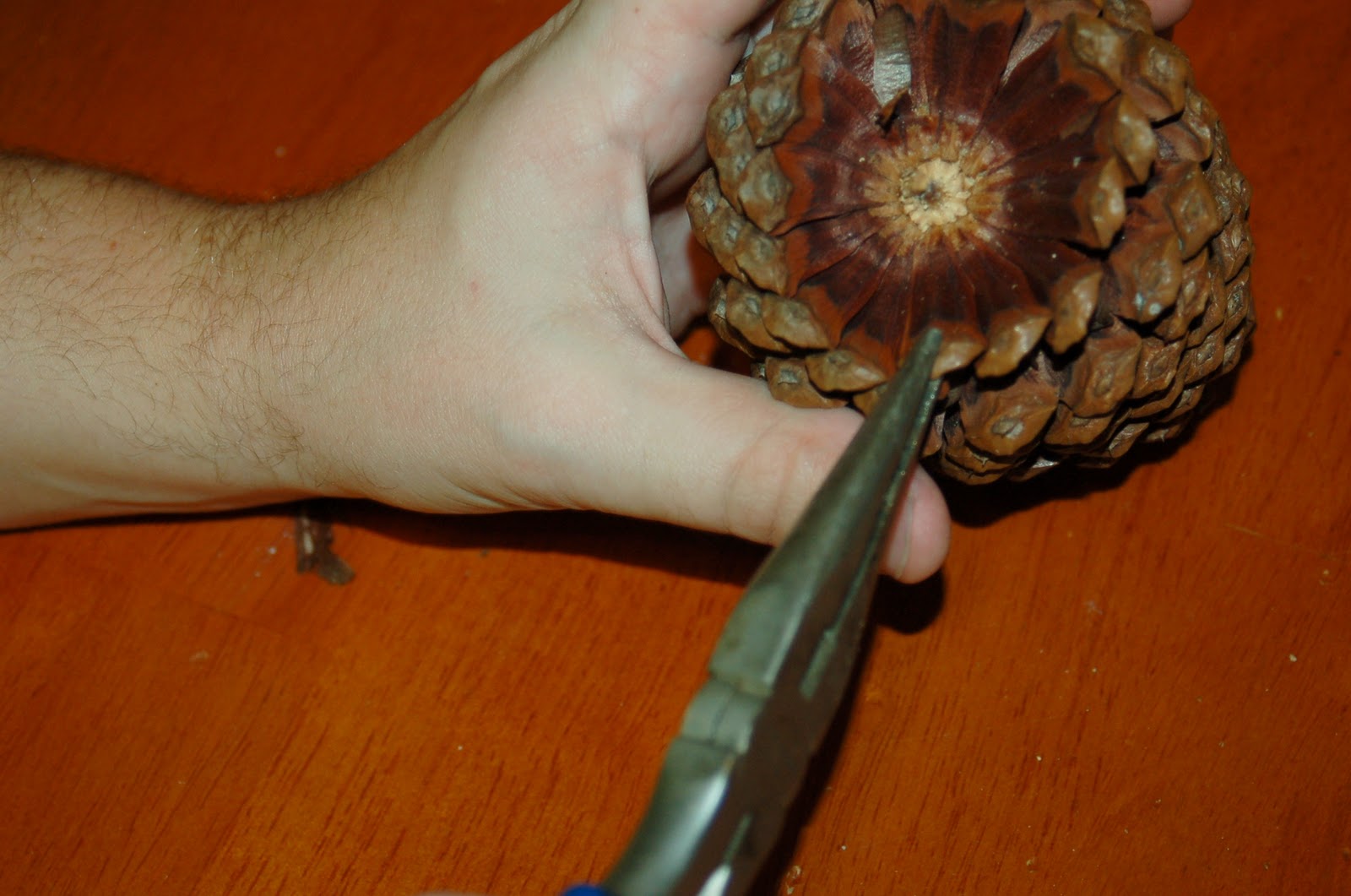 Pine Cone Fish Craft for Kids Great to go with & The Rainbow Fish!