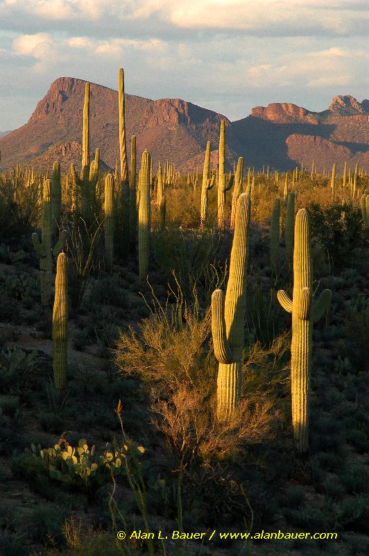 Saguaro Forest