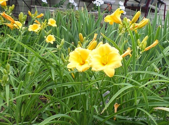 Daylilies Daylilies