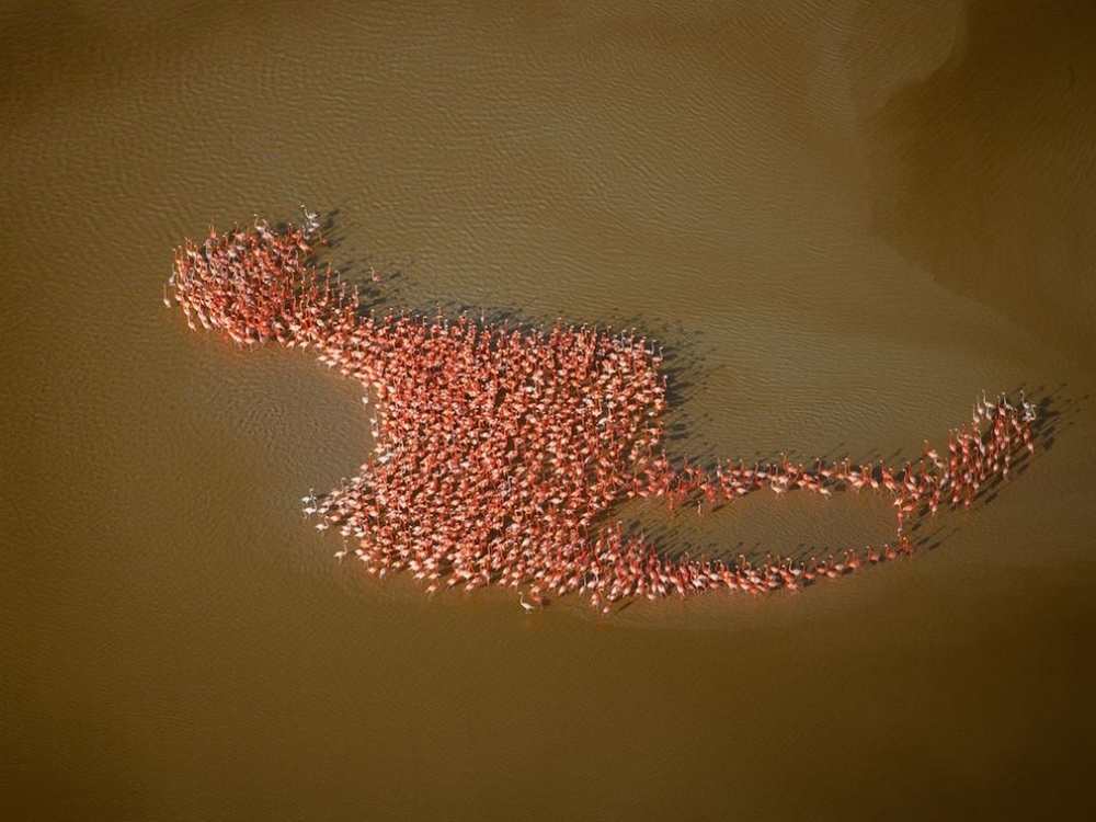 The 100 best photographs ever taken without photoshop - Flamingos gathered in the shape of a flamingo, Yucatan Peninsula
