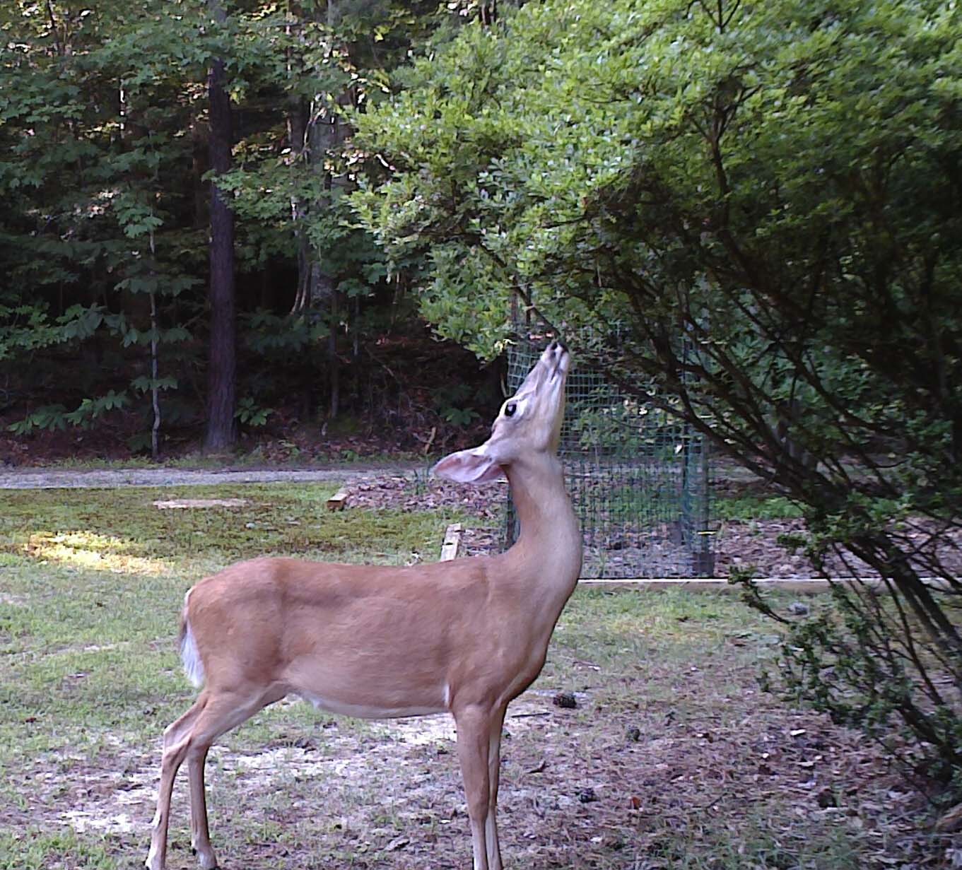 Backyard Pond July 2013