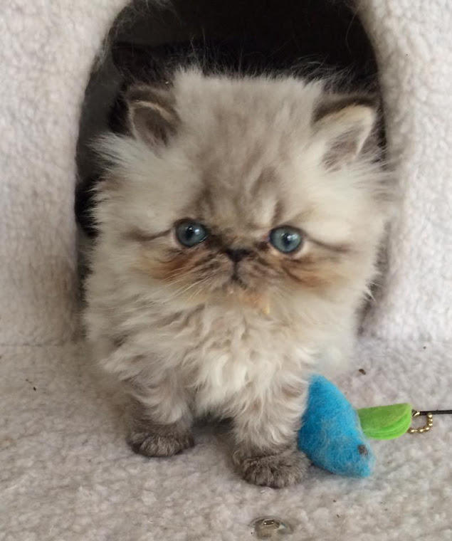 GASPER Hermoso gatito persa himalaya punto azul-
