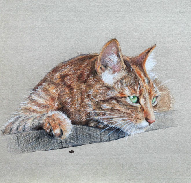 20+ Beautiful Realistic Cat Drawings To inspire you Fine Art and You