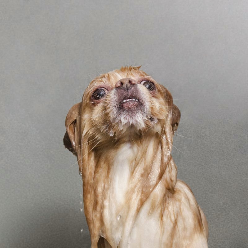 wet-dogs-(8).jpg