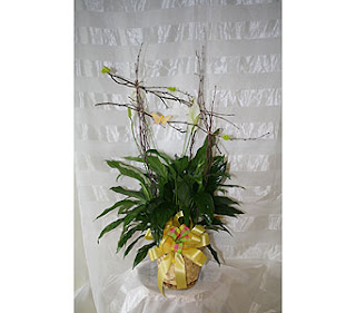 how to care for a spathiphyllum