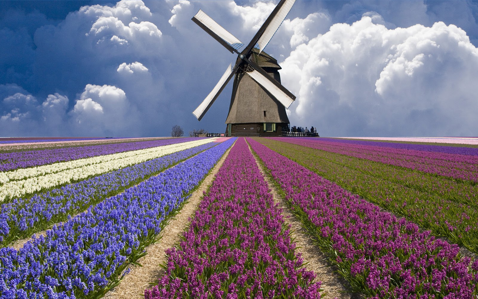 Huge Windmill Holland Tulip Fields HD Wallpaper HD Nature Wallpapers