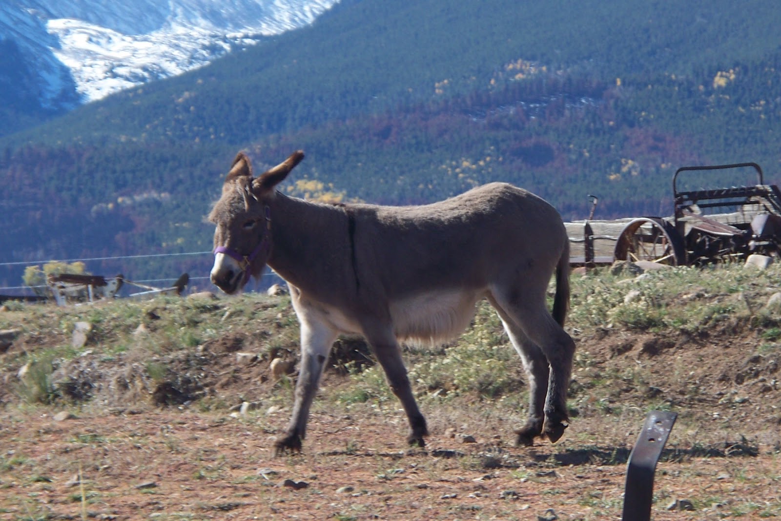 Inkwell Blog Slurp and Lick Ice Cream Cones and Donkeys