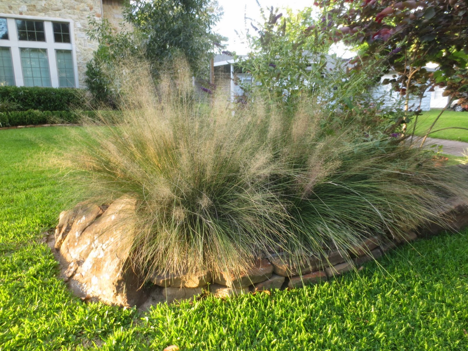 Tropical Texana NATIVE ORNAMENTAL GRASSES FOR SOUTHERN GARDENS