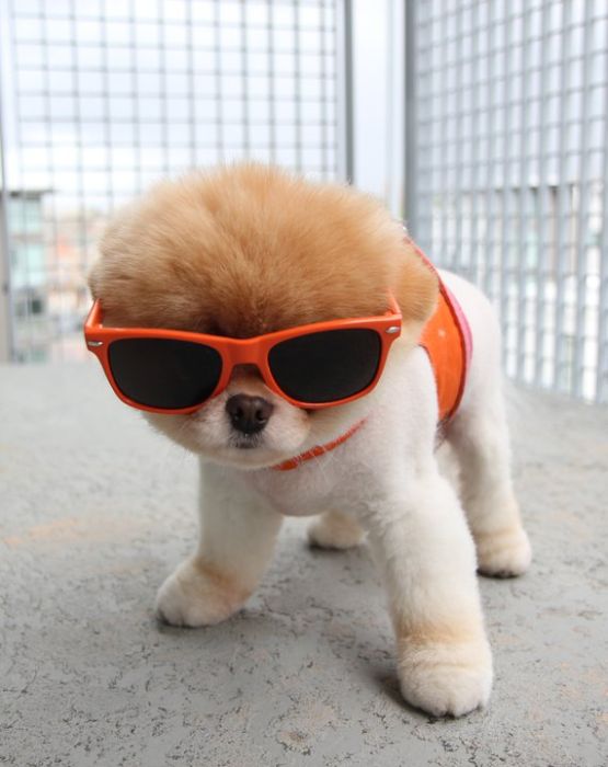 pomeranian puppies boo meet boo the cutest pomeranian damn cool pictures pomeranian puppies boo meet boo the cutest pomeranian damn cool pictures