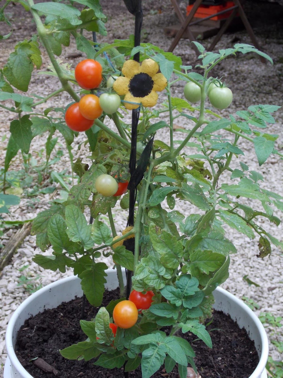 "It�s Good To Be Us" From Tomato Plant to Portable