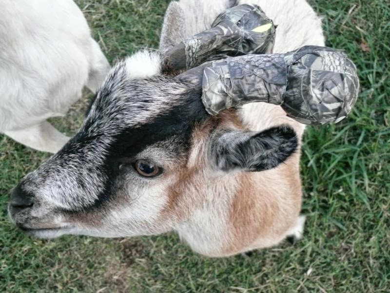 Why is my goats horn bleeding? Rankiing Wiki Facts, Films, Séries