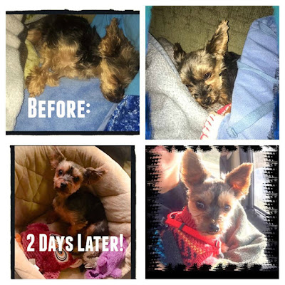 Evanger's Saves Lives: The Story of Kilo