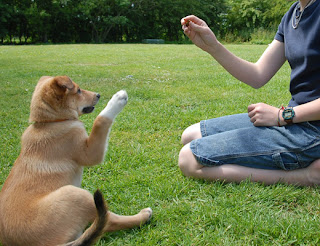 Como Educar a Un Perro