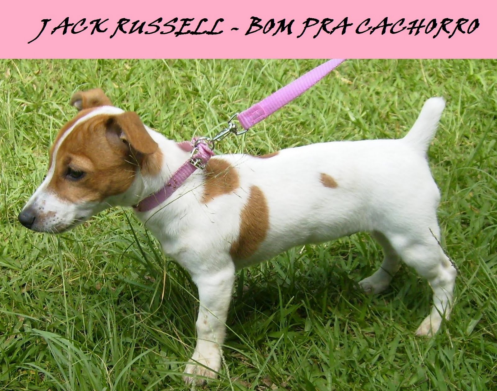 My Dog Jack Russell