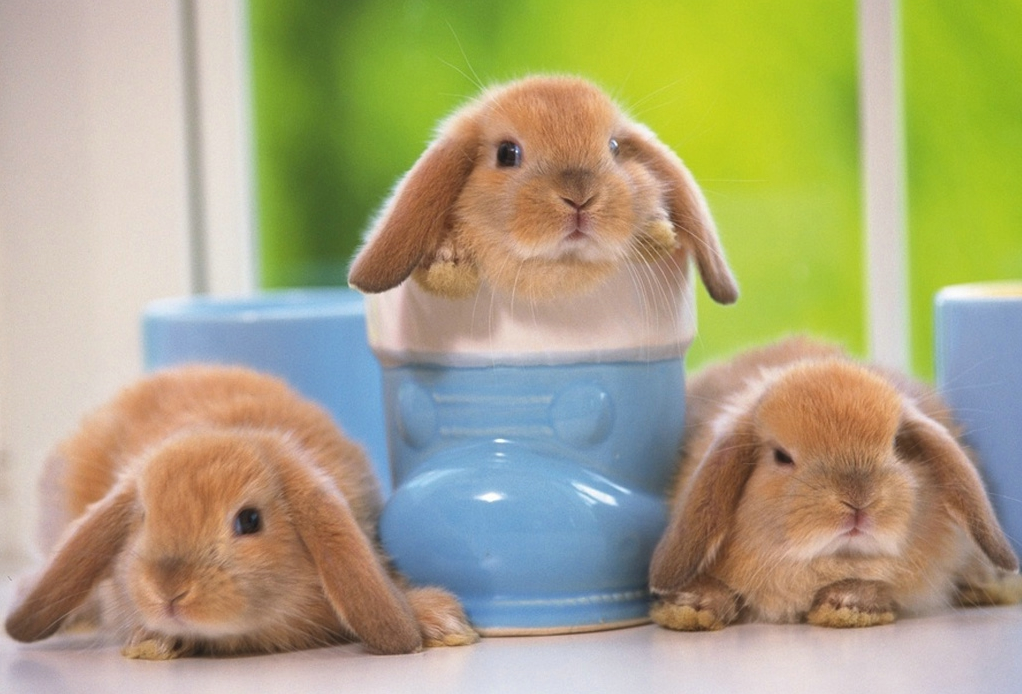 arkaplan duvarkagidi resimleri tavsan arkaplan duvar kagidi