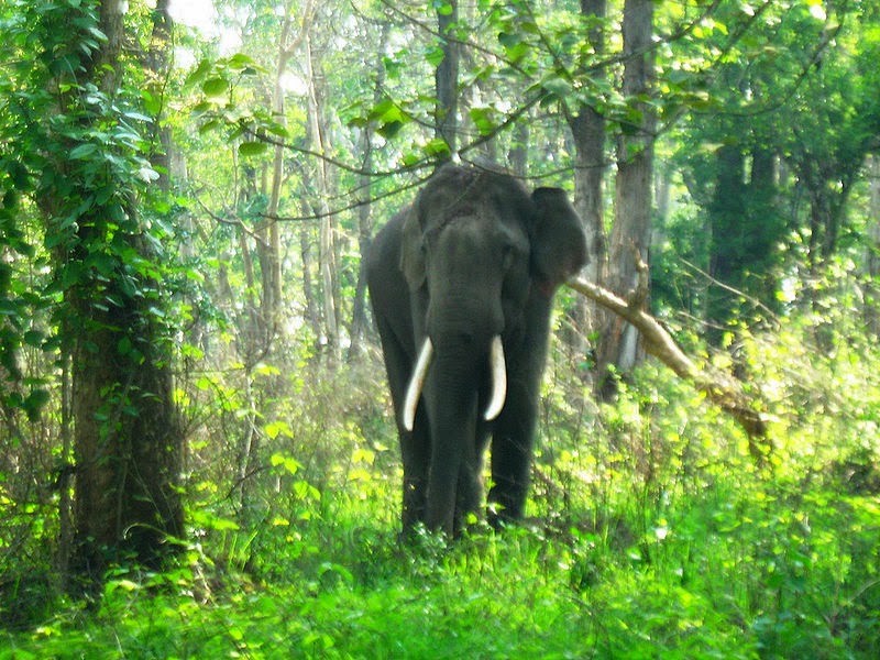 Kerala Forest Kerala Forest, CBSE / NCERT Notes, Class 7, CTET