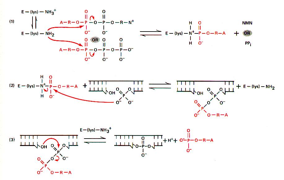 Dna Ligase
