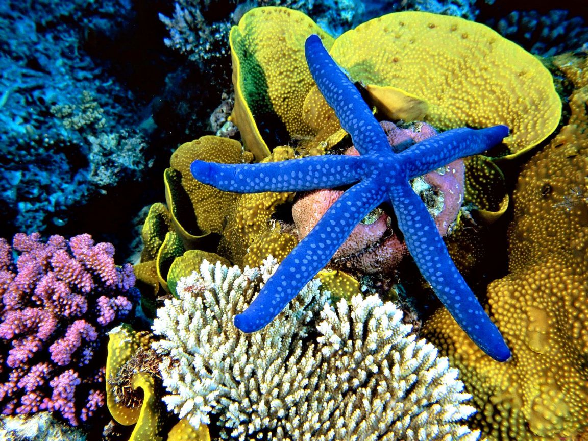 blue_starfish_wallpaper_-_1152x864.jpg